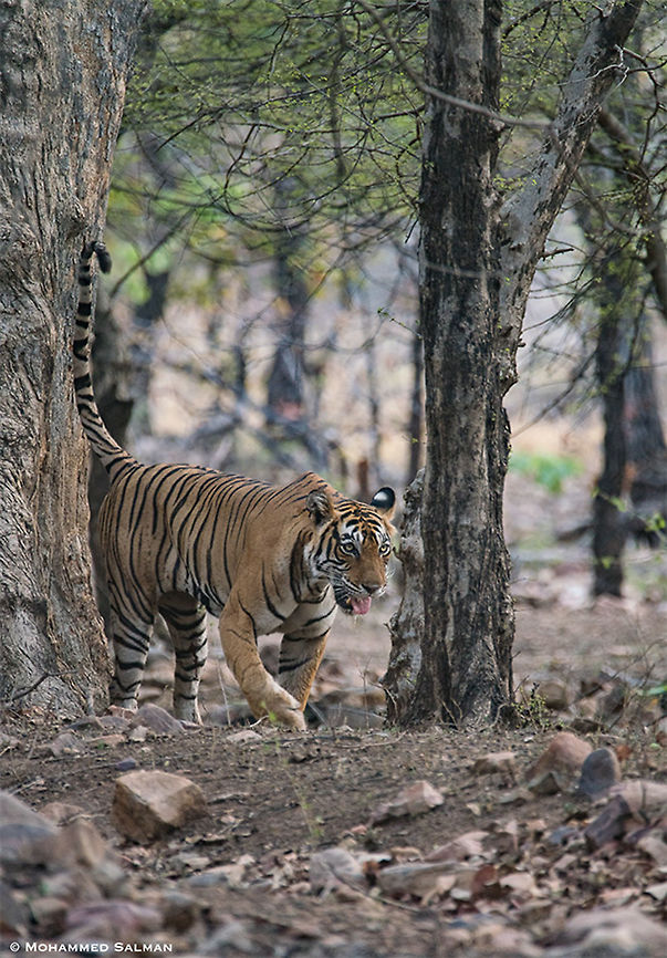 T-39, marking her territory || Ranthambore || June 2018<br />
<a href="https://www.facebook.com/MohammedSalmanPics/" rel="nofollow">https://www.facebook.com/MohammedSalmanPics/</a> Bengal tiger,Panthera tigris tigris