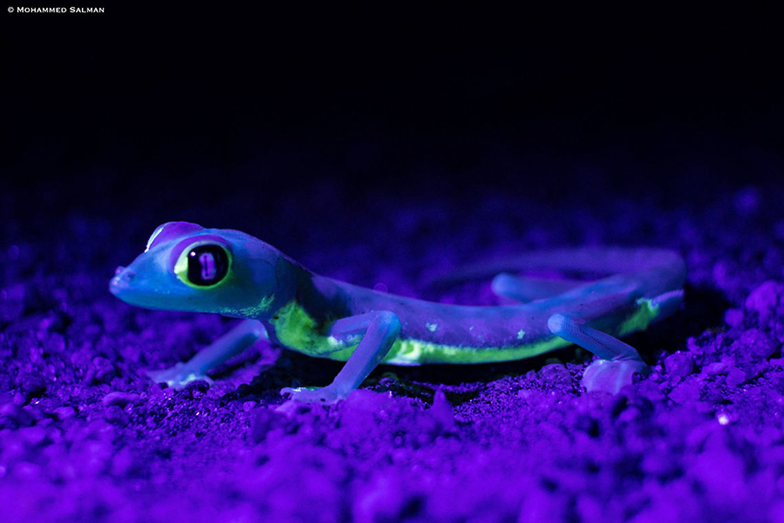 Namib web-footed gecko || Namibia || Oct 2018<br />
<a href="https://www.facebook.com/MohammedSalmanPics/" rel="nofollow">https://www.facebook.com/MohammedSalmanPics/</a> Pachydactylus rangei