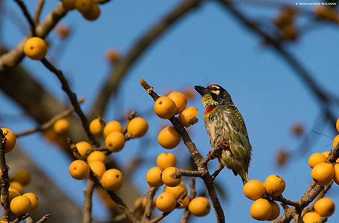 Coppersmith barbet || Dandeli || March 2019
https://www.facebook.com/MohammedSalmanPics/ Coppersmith Barbet,Megalaima haemacephala