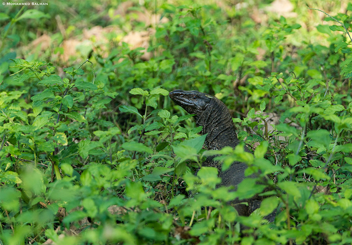 Monitor lizard in the greens || Bhadra || Oct 2018<br />
<a href="https://www.facebook.com/MohammedSalmanPics/" rel="nofollow">https://www.facebook.com/MohammedSalmanPics/</a><br />
 Bengal monitor (Indian monitor),Varanus bengalensis