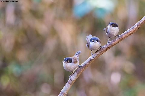 Dark-fronted babblers || Dandeli || March 2019
https://www.facebook.com/MohammedSalmanPics/ Rhopocichla atriceps,dark fronted babbler