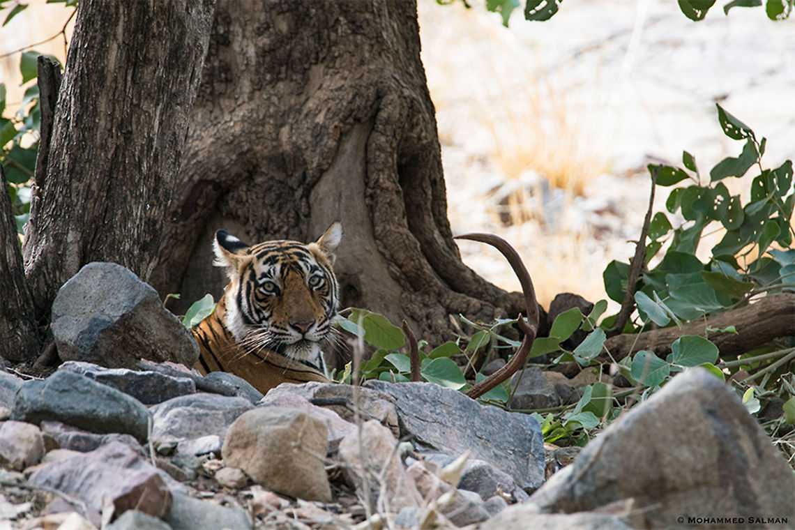 Tiger, resting in the shade || Ranthambore || June 2018<br />
<a href="https://www.facebook.com/MohammedSalmanPics/" rel="nofollow">https://www.facebook.com/MohammedSalmanPics/</a> Bengal tiger,Panthera tigris tigris