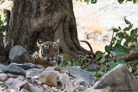 Tiger, resting in the shade || Ranthambore || June 2018
https://www.facebook.com/MohammedSalmanPics/ Bengal tiger,Panthera tigris tigris