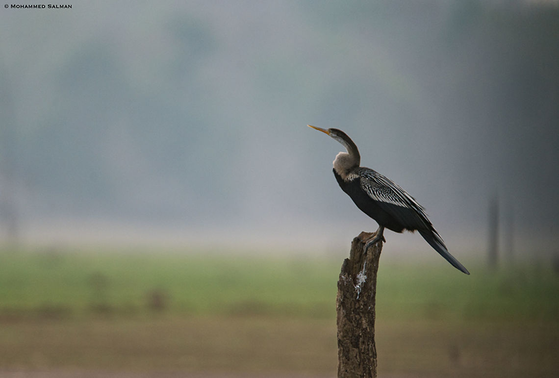 Oriental darter || Kabini || March 2018<br />
<a href="https://www.facebook.com/MohammedSalmanPics/" rel="nofollow">https://www.facebook.com/MohammedSalmanPics/</a> Anhinga melanogaster,Common Darter,Sympetrum striolatum,oriential darter