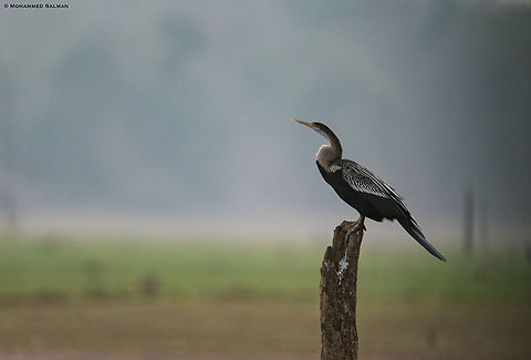 Oriental darter || Kabini || March 2018
https://www.facebook.com/MohammedSalmanPics/ Anhinga melanogaster,Common Darter,Sympetrum striolatum,oriential darter