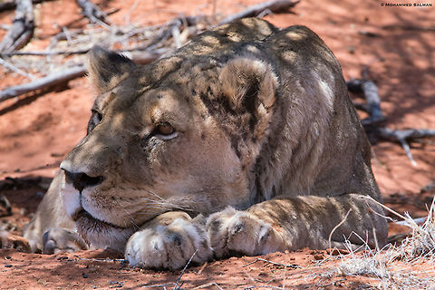 Up close with the lioness || Kalahari desert || Oct 2018
https://www.facebook.com/MohammedSalmanPics/ Lion,Panthera leo