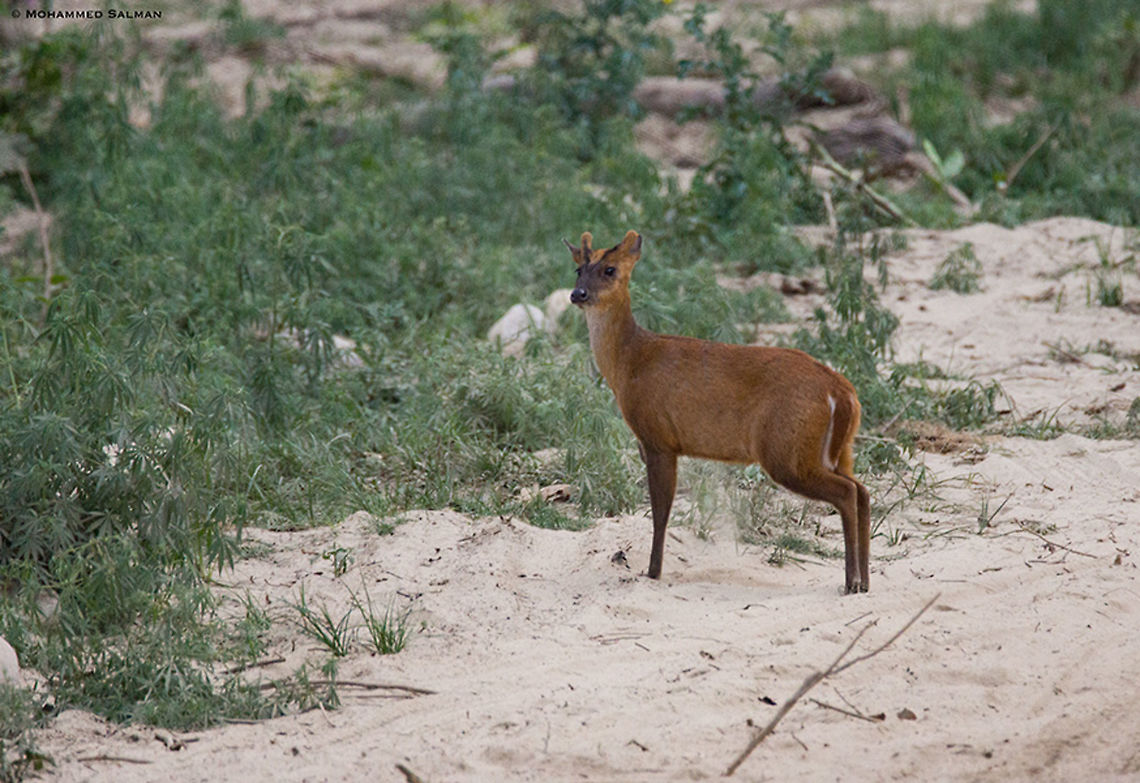 Indian muntjac || Dhikala, Corbett || April 2016<br />
<a href="https://www.facebook.com/MohammedSalmanPics/" rel="nofollow">https://www.facebook.com/MohammedSalmanPics/</a> Geotagged,India,Indian muntjac,Muntiacus muntjak,Spring