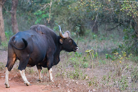 The gaur || Dandeli || March 2019
https://www.facebook.com/MohammedSalmanPics/ Bos gaurus,Gaur