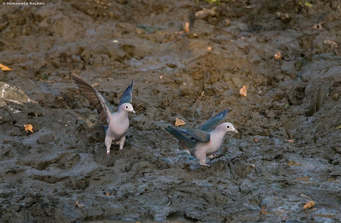 Green imperial pigeon || Kabini || Jan 2018<br />
<a href="https://www.facebook.com/MohammedSalmanPics/" rel="nofollow">https://www.facebook.com/MohammedSalmanPics/</a> Ducula aenea,Green imperial pigeon