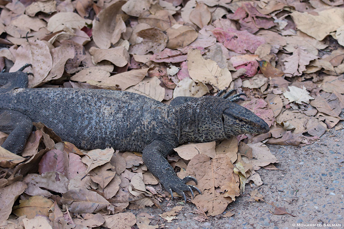Monitor lizard || Dhikala, Corbett || April 2016<br />
<a href="https://www.facebook.com/MohammedSalmanPics/" rel="nofollow">https://www.facebook.com/MohammedSalmanPics/</a> Bengal monitor (Indian monitor),Varanus bengalensis