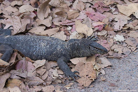 Monitor lizard || Dhikala, Corbett || April 2016
https://www.facebook.com/MohammedSalmanPics/ Bengal monitor (Indian monitor),Varanus bengalensis