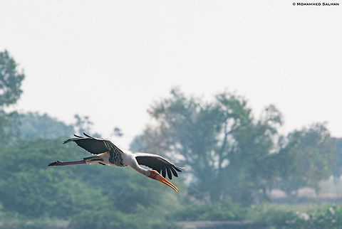 Painted stork in flight || Gadag || Dec 2018
https://www.facebook.com/MohammedSalmanPics/ Mycteria leucocephala,Painted Stork