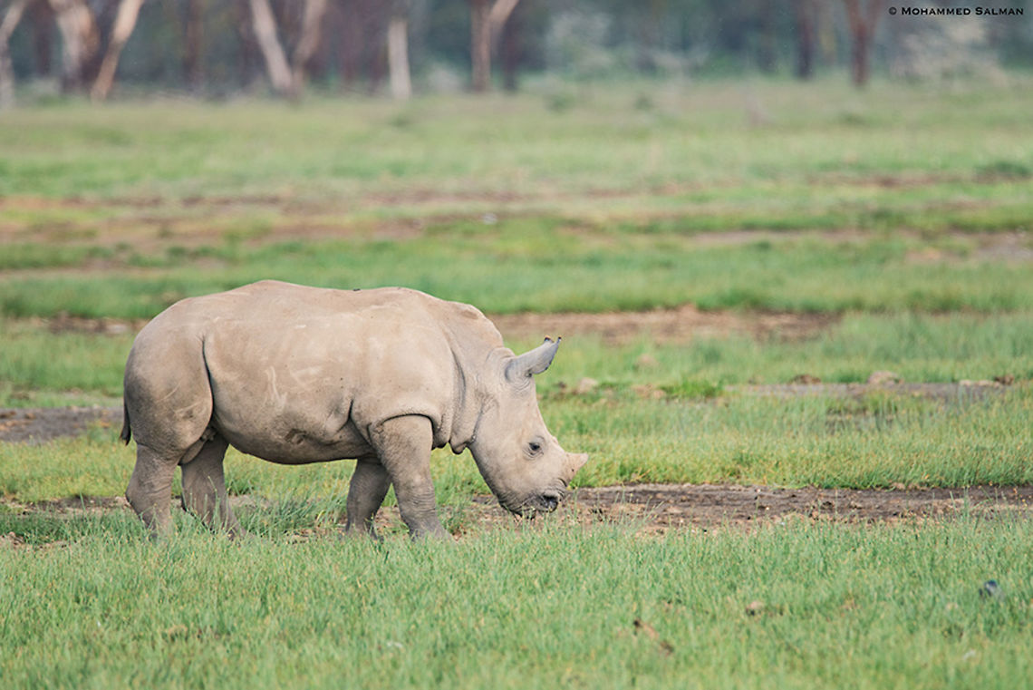 Southern white rhino calf || Lake Nakuru || Aug 2017<br />
<a href="https://www.facebook.com/MohammedSalmanPics/" rel="nofollow">https://www.facebook.com/MohammedSalmanPics/</a> Ceratotherium simum,White rhinoceros
