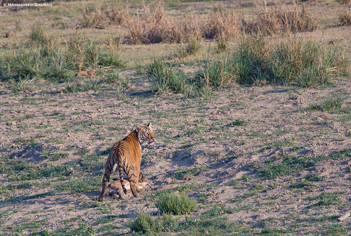 Paro || Dhikala, Corbett || April 2016.<br />
<a href="https://www.facebook.com/MohammedSalmanPics/" rel="nofollow">https://www.facebook.com/MohammedSalmanPics/</a> Bengal tiger,Geotagged,India,Panthera tigris tigris,Spring