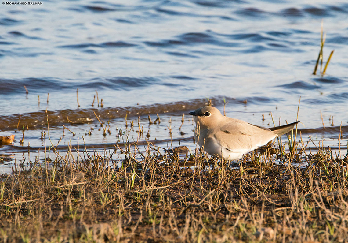 Small pratincole || Kabini || Nov 2018<br />
<a href="https://www.facebook.com/MohammedSalmanPics/" rel="nofollow">https://www.facebook.com/MohammedSalmanPics/</a> Glareola lactea,Small pratincole