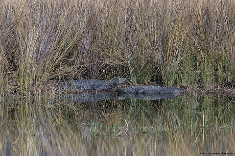 Crocodile reflections || Ranthambore || Dec 2016
https://www.facebook.com/MohammedSalmanPics/ Crocodylus palustris,Mugger crocodile