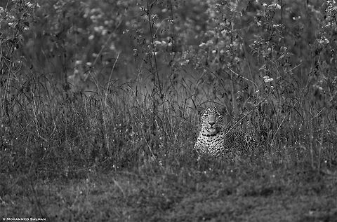 Monochromatic Leopard || Bhadra || Jan 2018
https://www.facebook.com/MohammedSalmanPics/ Leopard,Panthera pardus