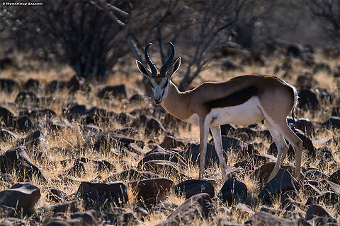 Springbok || Grootberg plateau || Oct 2018
https://www.facebook.com/MohammedSalmanPics/ Antidorcas marsupialis,Springbok