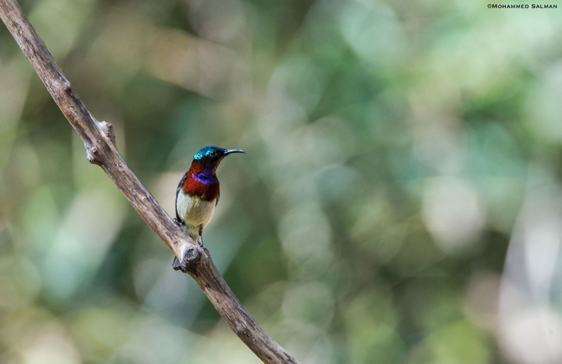 Crimson backed sunbird || Dandeli || March 2019<br />
<a href="https://www.facebook.com/MohammedSalmanPics/" rel="nofollow">https://www.facebook.com/MohammedSalmanPics/</a> Crimson backed sunbird,Leptocoma minima