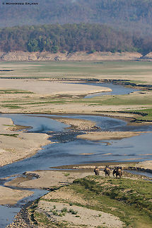The Corbett landscape || April 2016
https://www.facebook.com/MohammedSalmanPics/ Asian elephant,Elephas maximus