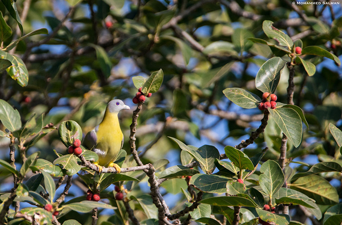 Yellow-footed green pigeon || Lakkavalli, Bhadra || Jan 2019<br />
<a href="https://www.facebook.com/MohammedSalmanPics/" rel="nofollow">https://www.facebook.com/MohammedSalmanPics/</a> Treron phoenicoptera,Yellow-footed green pigeon