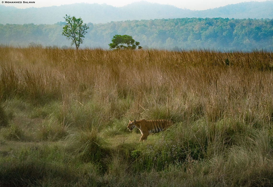 The paar tigress || Corbett || April 2019<br />
<a href="https://www.facebook.com/MohammedSalmanPics/" rel="nofollow">https://www.facebook.com/MohammedSalmanPics/</a> Bengal tiger,Panthera tigris tigris