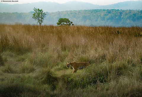 The paar tigress || Corbett || April 2019
https://www.facebook.com/MohammedSalmanPics/ Bengal tiger,Panthera tigris tigris