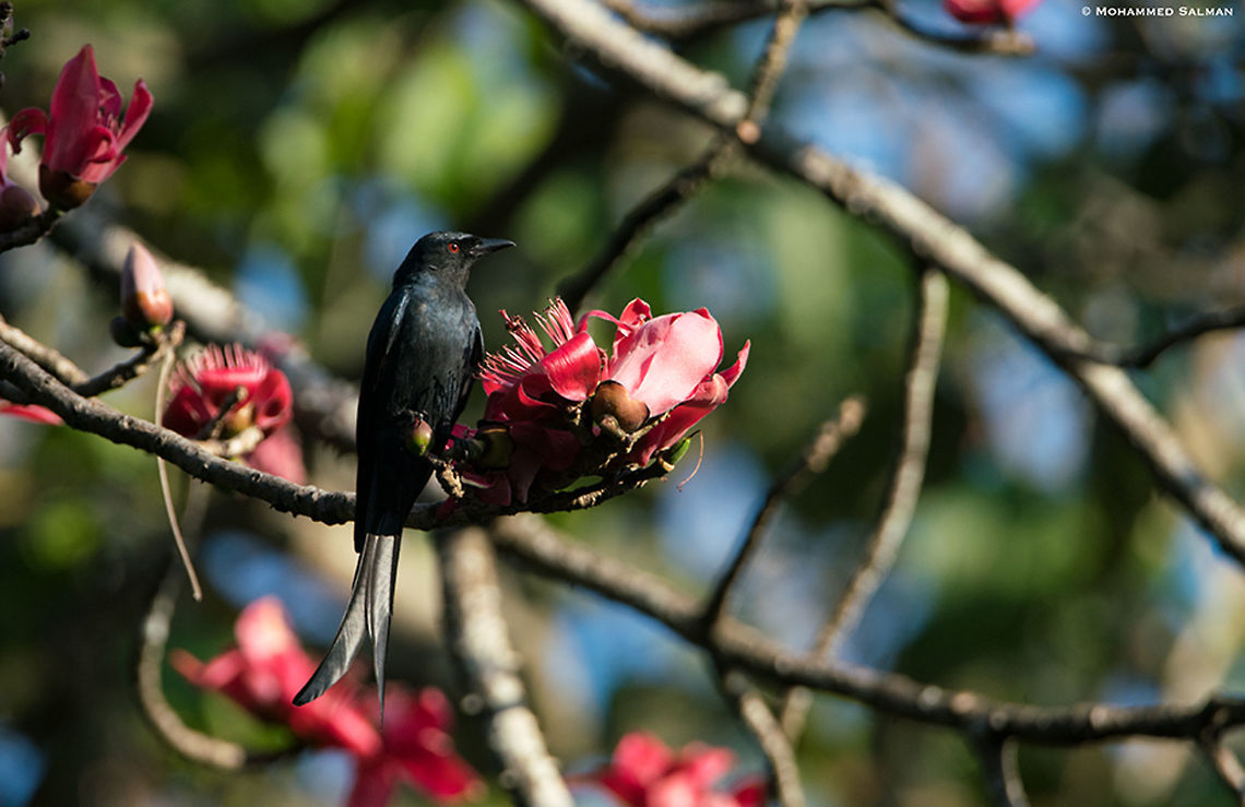 Ashy drongo || Dandeli || March 2019<br />
<a href="https://www.facebook.com/MohammedSalmanPics/" rel="nofollow">https://www.facebook.com/MohammedSalmanPics/</a><br />
 Ashy Drongo,Dicrurus leucophaeus