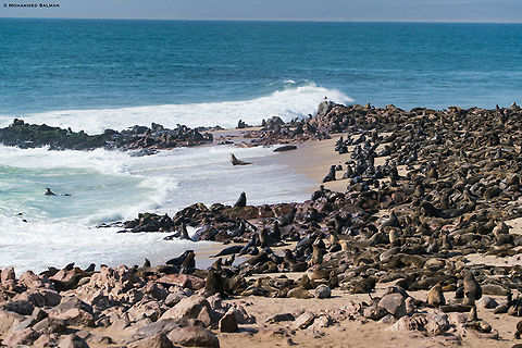 Cape fur seal colony at Cape cross seal reserve || Oct 2018
https://www.facebook.com/MohammedSalmanPics/ Arctocephalus pusillus,Brown fur seal