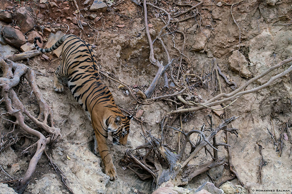 Tiger at full stretch || Ranthambore || June 2018<br />
<a href="https://www.facebook.com/MohammedSalmanPics/" rel="nofollow">https://www.facebook.com/MohammedSalmanPics/</a><br />
 Bengal tiger,Panthera tigris tigris