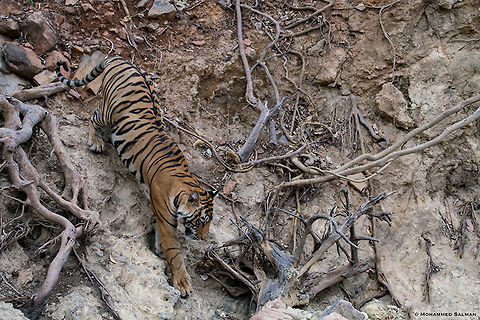 Tiger at full stretch || Ranthambore || June 2018
https://www.facebook.com/MohammedSalmanPics/
 Bengal tiger,Panthera tigris tigris