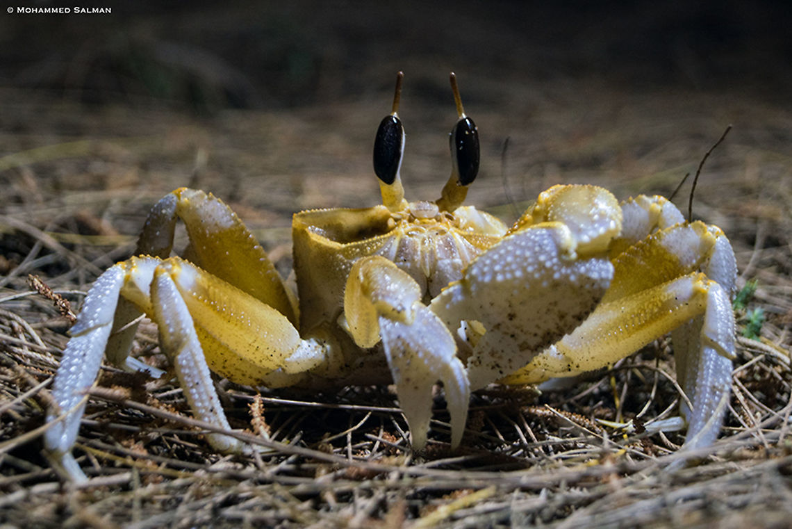 Horn-eyed Ghost Crab || Karwar || March 2019<br />
<a href="https://www.facebook.com/MohammedSalmanPics/" rel="nofollow">https://www.facebook.com/MohammedSalmanPics/</a> Ocypode ceratophthalmus
