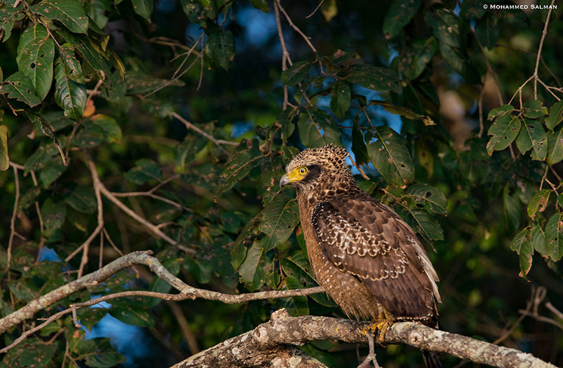 Crested serpent eagle || Bhadra || Jan 2018<br />
<a href="https://www.facebook.com/MohammedSalmanPics/" rel="nofollow">https://www.facebook.com/MohammedSalmanPics/</a> Crested Serpent Eagle,Spilornis cheela