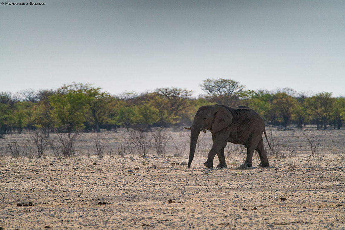 Elephant || Etosha || Oct 2018<br />
<a href="https://www.facebook.com/MohammedSalmanPics/" rel="nofollow">https://www.facebook.com/MohammedSalmanPics/</a> African bush elephant,Loxodonta africana