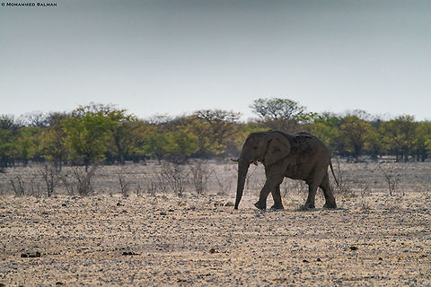 Elephant || Etosha || Oct 2018
https://www.facebook.com/MohammedSalmanPics/ African bush elephant,Loxodonta africana