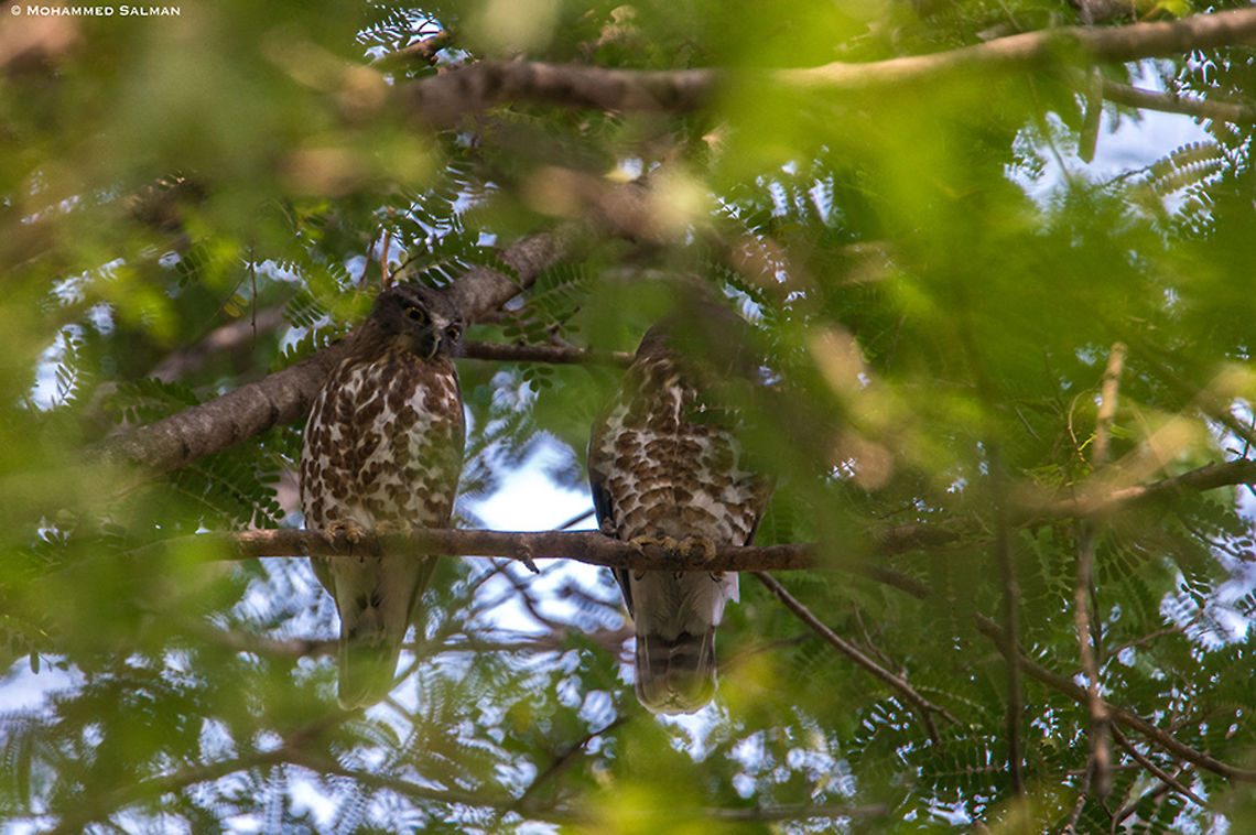 Brown hawk owls || Cauvery WLS || March 2018<br />
<a href="https://www.facebook.com/MohammedSalmanPics/" rel="nofollow">https://www.facebook.com/MohammedSalmanPics/</a> Brown Hawk owl,Ninox scutulata