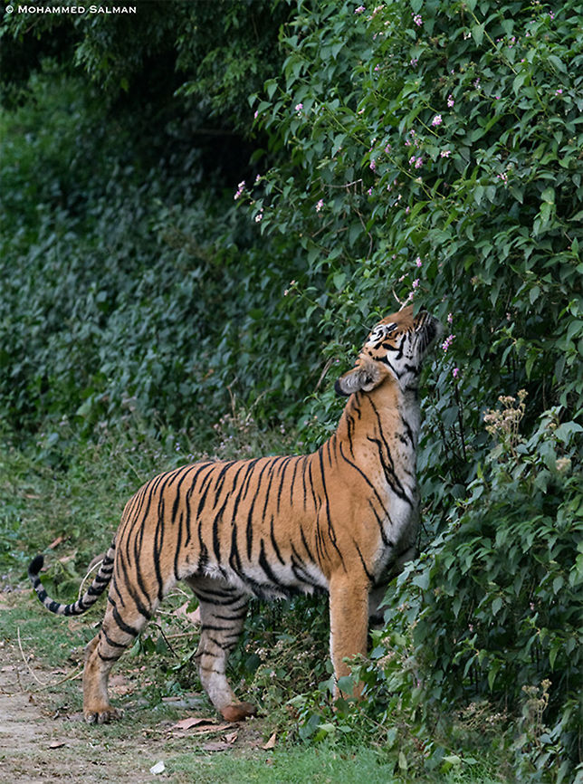 A tigress sent marking her territory || Corbett || April 2019<br />
<a href="https://www.facebook.com/MohammedSalmanPics/" rel="nofollow">https://www.facebook.com/MohammedSalmanPics/</a> Bengal tiger,Panthera tigris tigris
