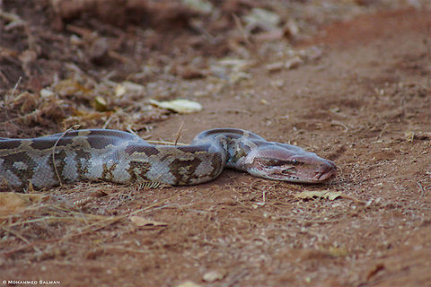 Indian rock python || Cauvery WLS|| Jan 2014
https://www.facebook.com/MohammedSalmanPics/
 Geotagged,India,Indian rock python,Python molurus,Winter