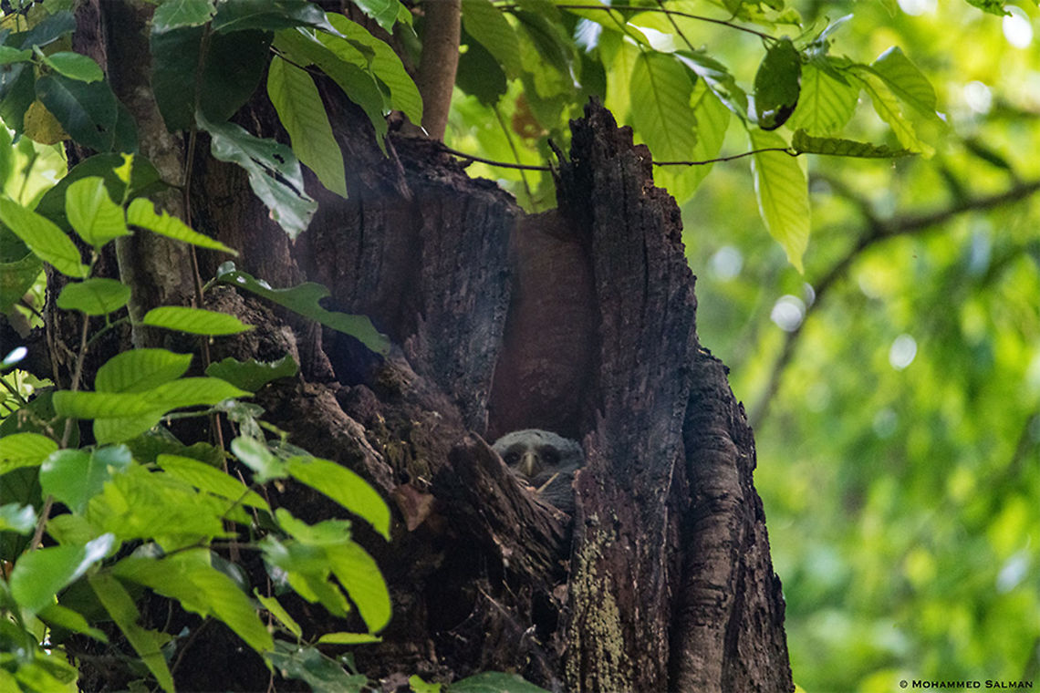 Spot bellied Eagle Owl chick || Corbett || April 2019<br />
<a href="https://www.facebook.com/MohammedSalmanPics/" rel="nofollow">https://www.facebook.com/MohammedSalmanPics/</a> Bubo nipalensis,Spot-bellied eagle-owl