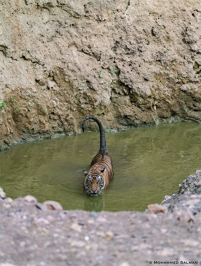 T-97, scorpion like stance || Ranthambore || June 2018<br />
<a href="https://www.facebook.com/MohammedSalmanPics/" rel="nofollow">https://www.facebook.com/MohammedSalmanPics/</a> Bengal tiger,Panthera tigris tigris