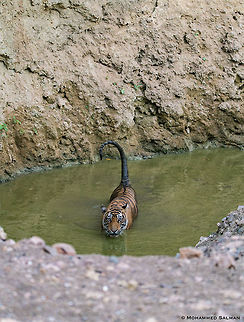 T-97, scorpion like stance || Ranthambore || June 2018
https://www.facebook.com/MohammedSalmanPics/ Bengal tiger,Panthera tigris tigris