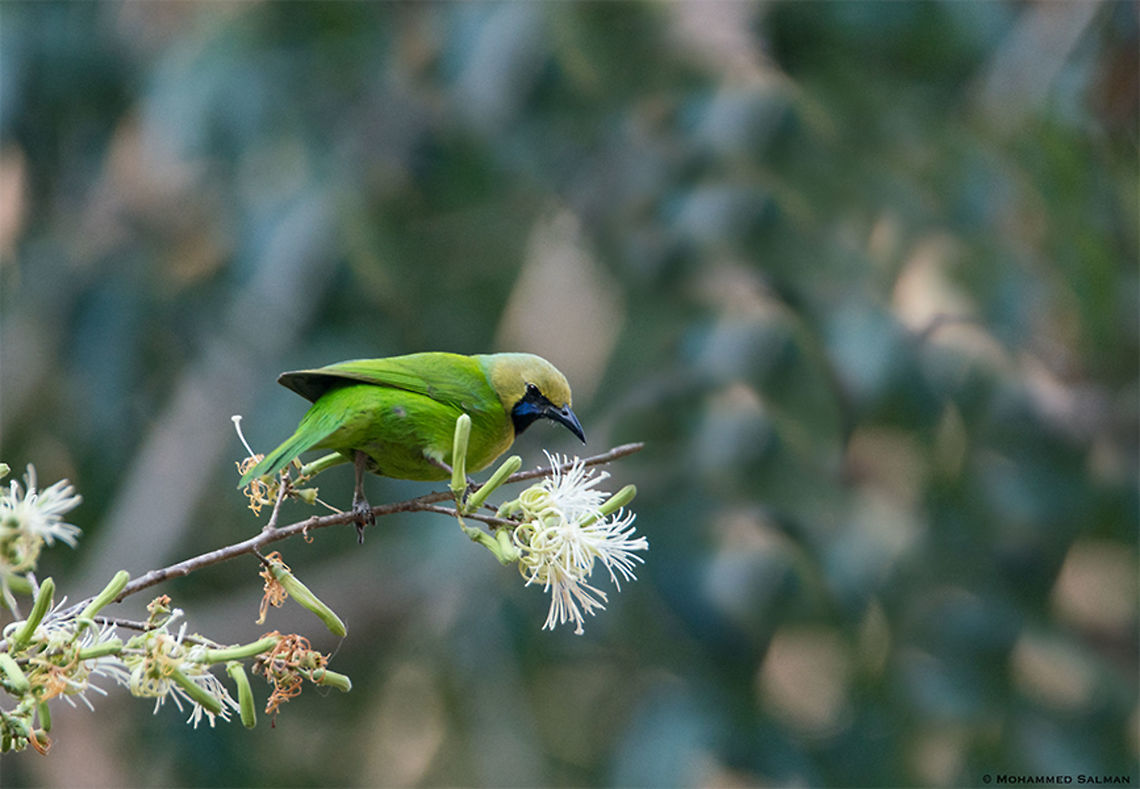 Jerdon's leafbird || Cauvery WLS || March 2018<br />
<a href="https://www.facebook.com/MohammedSalmanPics/" rel="nofollow">https://www.facebook.com/MohammedSalmanPics/</a> Chloropsis aurifrons,Chloropsis jerdoni,Golden-fronted leafbird,Jerdons leafbird