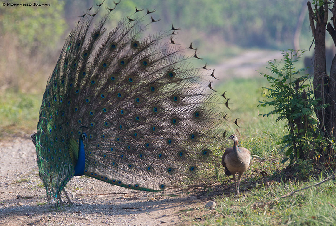 Peacock courtship display || Corbett || April 2019<br />
<a href="https://www.facebook.com/MohammedSalmanPics/" rel="nofollow">https://www.facebook.com/MohammedSalmanPics/</a><br />
 Geotagged,India,Indian peafowl,Pavo cristatus,Spring