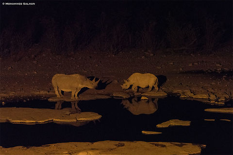 South-western black rhinoceros