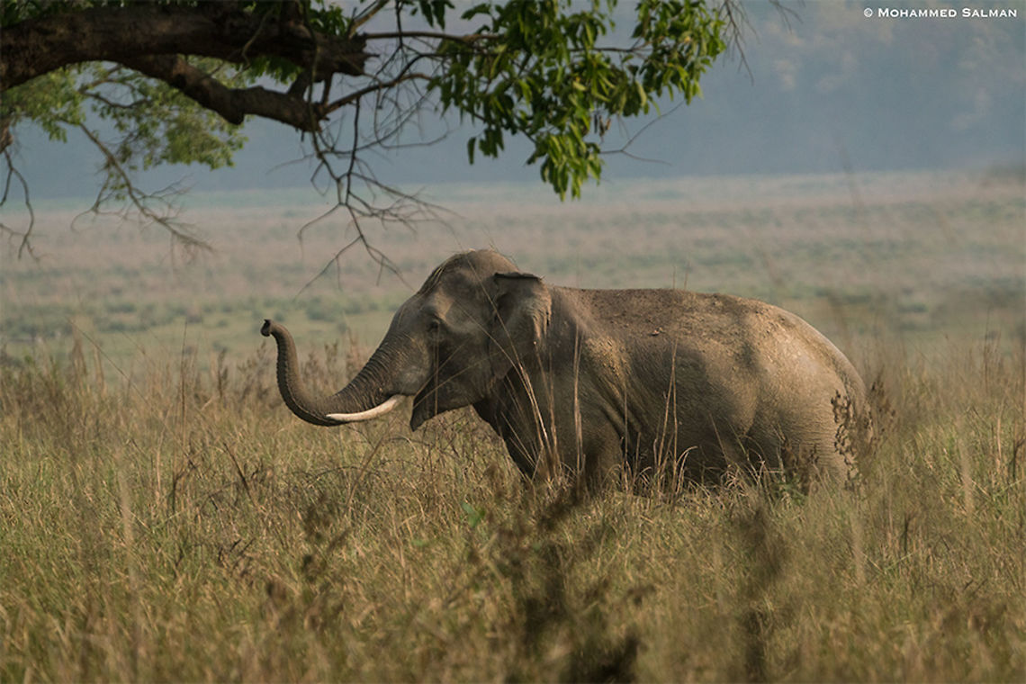Elephant || Corbett || April 2019<br />
<a href="https://www.facebook.com/MohammedSalmanPics/" rel="nofollow">https://www.facebook.com/MohammedSalmanPics/</a><br />
 Asian elephant,Elephas maximus