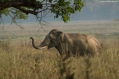 Elephant || Corbett || April 2019
https://www.facebook.com/MohammedSalmanPics/
 Asian elephant,Elephas maximus