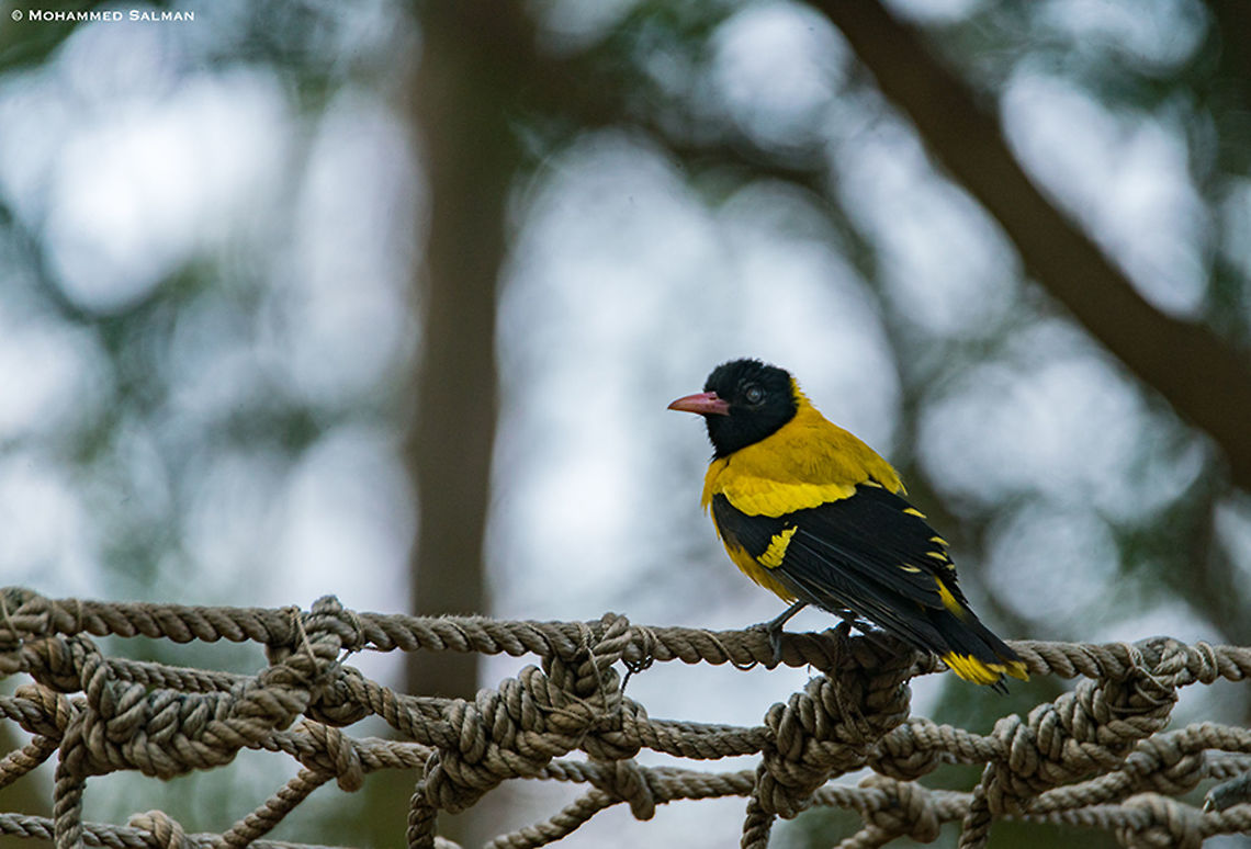 Black hooded oriole || Cauvery WLS || March 2018<br />
<a href="https://www.facebook.com/MohammedSalmanPics/" rel="nofollow">https://www.facebook.com/MohammedSalmanPics/</a><br />
 Black hooded oriole,Oriolus xanthornus