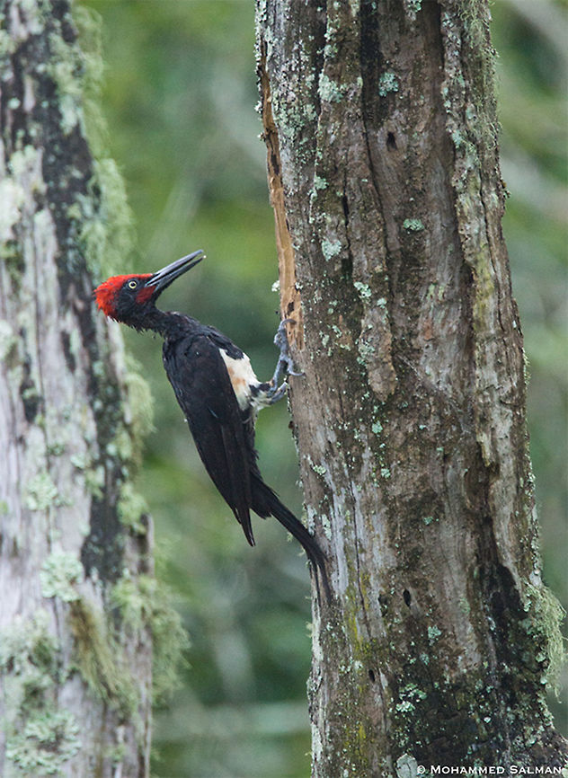 White bellied woodpecker || Kabini || July 2016<br />
<a href="https://www.facebook.com/MohammedSalmanPics/" rel="nofollow">https://www.facebook.com/MohammedSalmanPics/</a> Dryocopus javensis,White bellied woodpecker