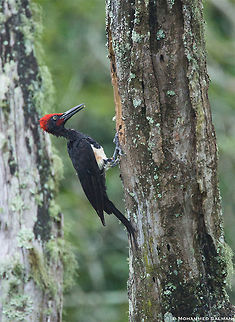 White bellied woodpecker || Kabini || July 2016
https://www.facebook.com/MohammedSalmanPics/ Dryocopus javensis,White bellied woodpecker