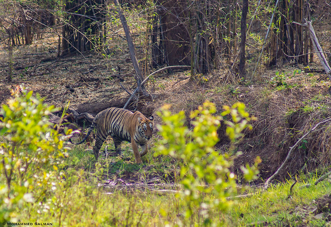 Kolsa tigress || Tadoba || May 2015.<br />
<a href="https://www.facebook.com/MohammedSalmanPics/" rel="nofollow">https://www.facebook.com/MohammedSalmanPics/</a> Bengal tiger,Geotagged,India,Panthera tigris tigris,Spring